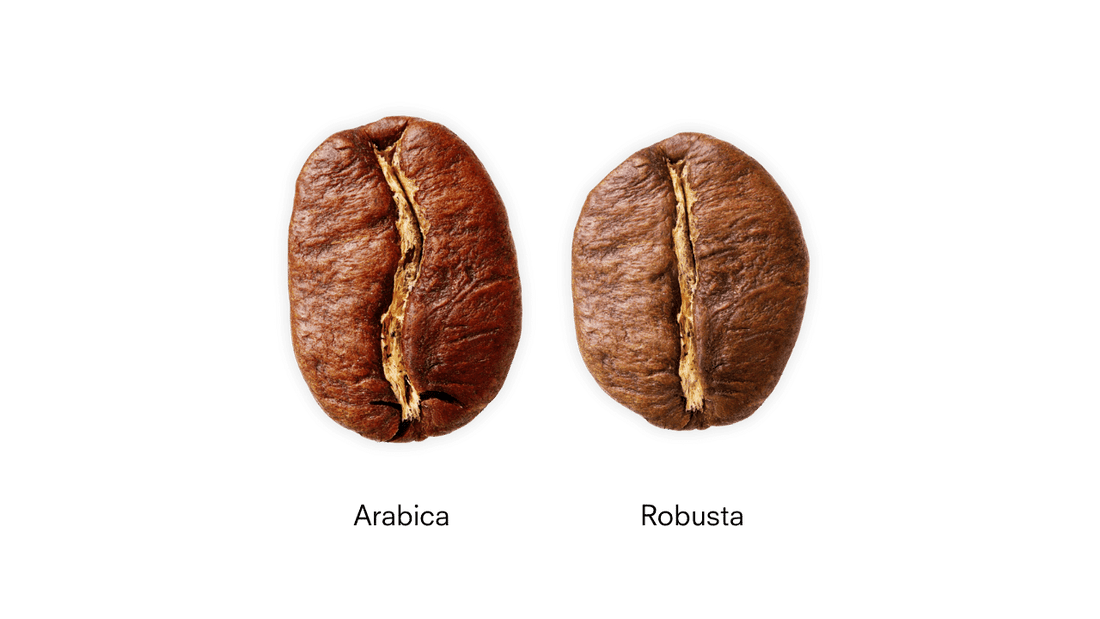 Differences between Arabica and Robusta