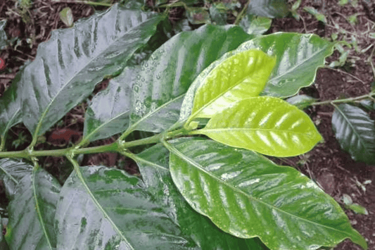 Coffee Cultivars: Part Three - Caturra