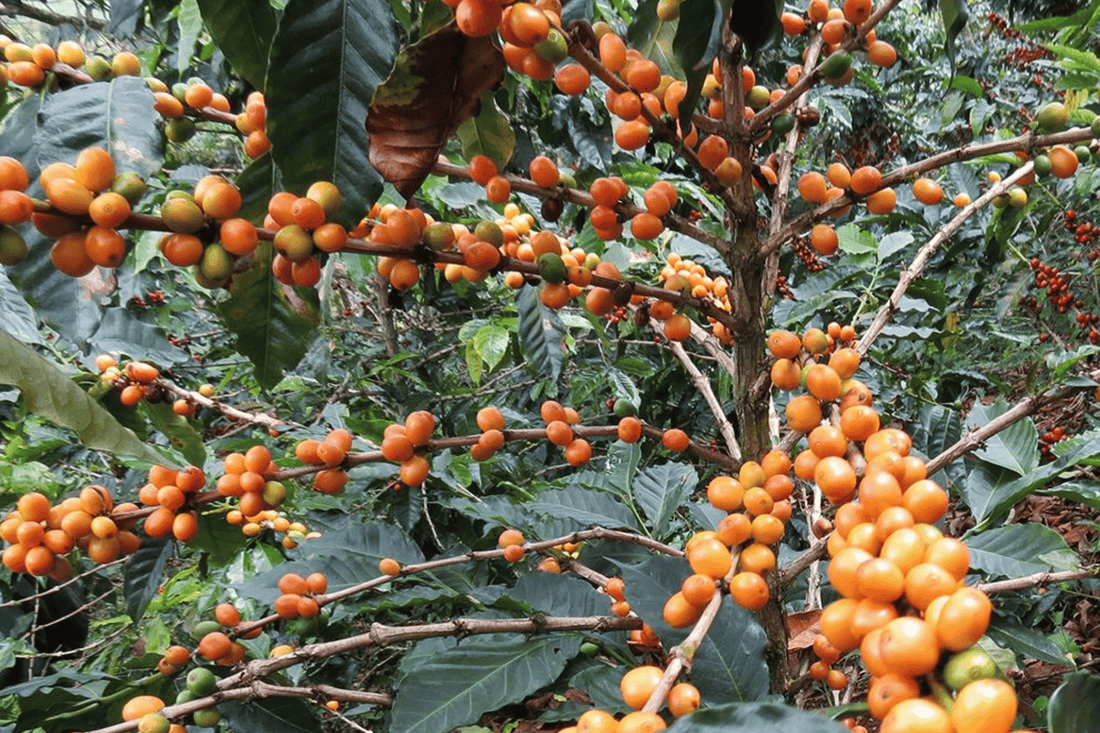 Coffee Cultivars: Part One — Bourbon