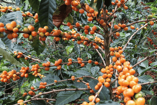Coffee Cultivars: Part One — Bourbon