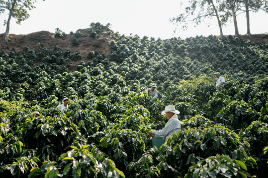 Deep Dive into Colombian Coffee