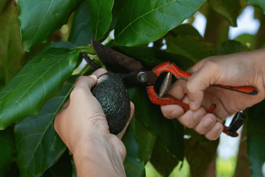 Conflict avocados are not alone