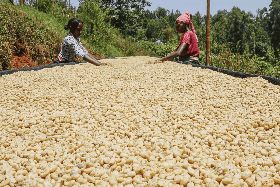 Deep Dive into Kenyan Coffee