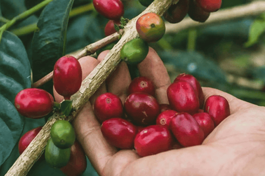 Coffee Cultivars: Part Seven — Pacamara