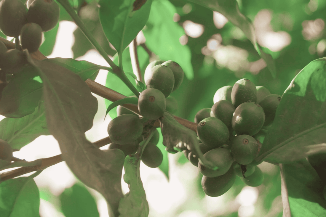 Coffee Cultivars: Part Six - SL28