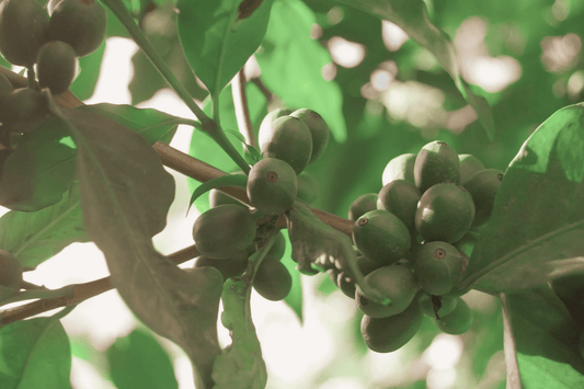 Coffee Cultivars: Part Six - SL28