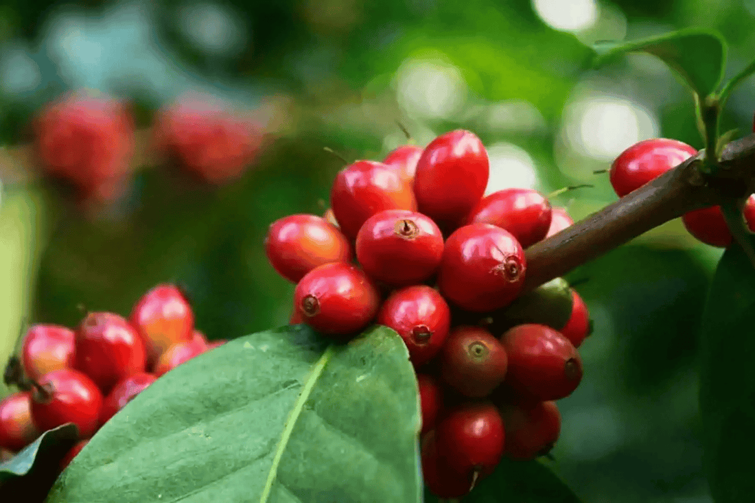 Coffee Cultivars: Part Four – Sidra