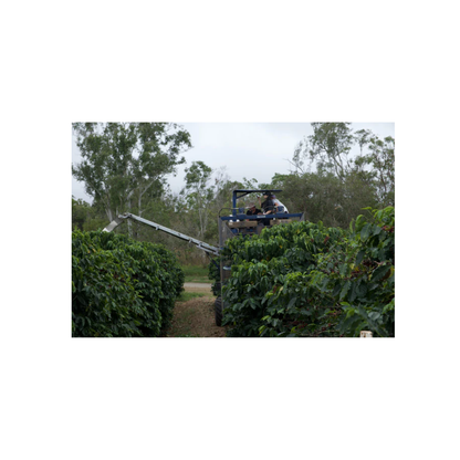 Mecca Coffee - Jack Murat, Natural Filter Coffee Australia Farm