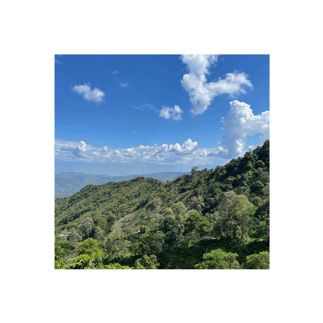 Reuben Hills Colombia Finca Sinai Farm