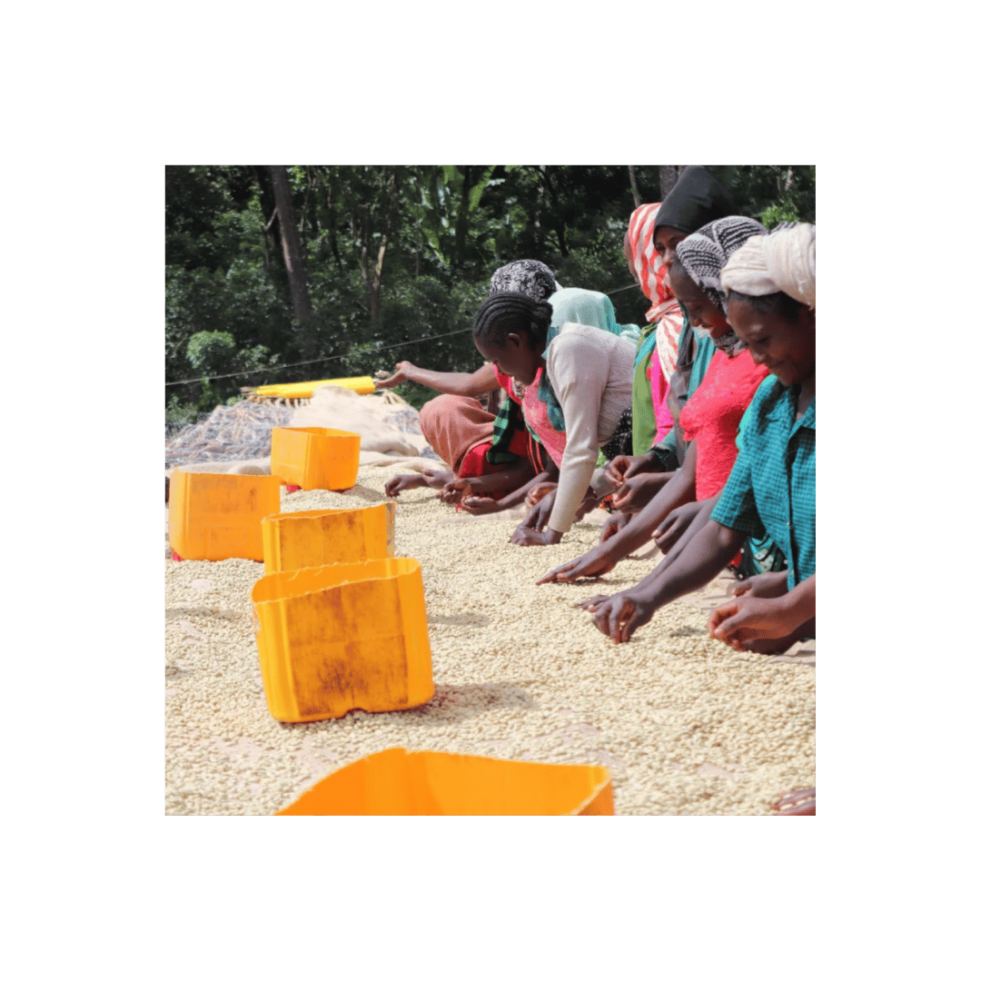 Reuben Hills Ethiopia Chelbesa Workers