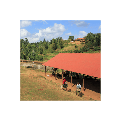 Reuben Hills Kenya Kainamui Producers