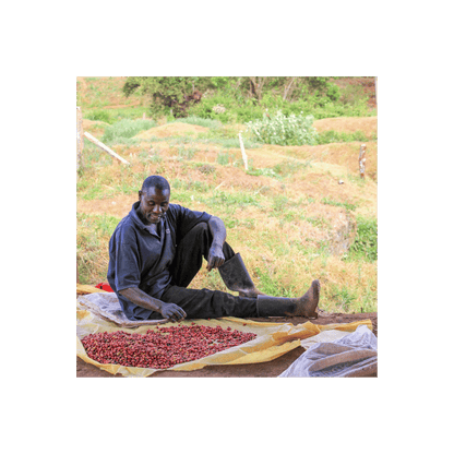 Reuben Hills - Kenya Kainamui Grower