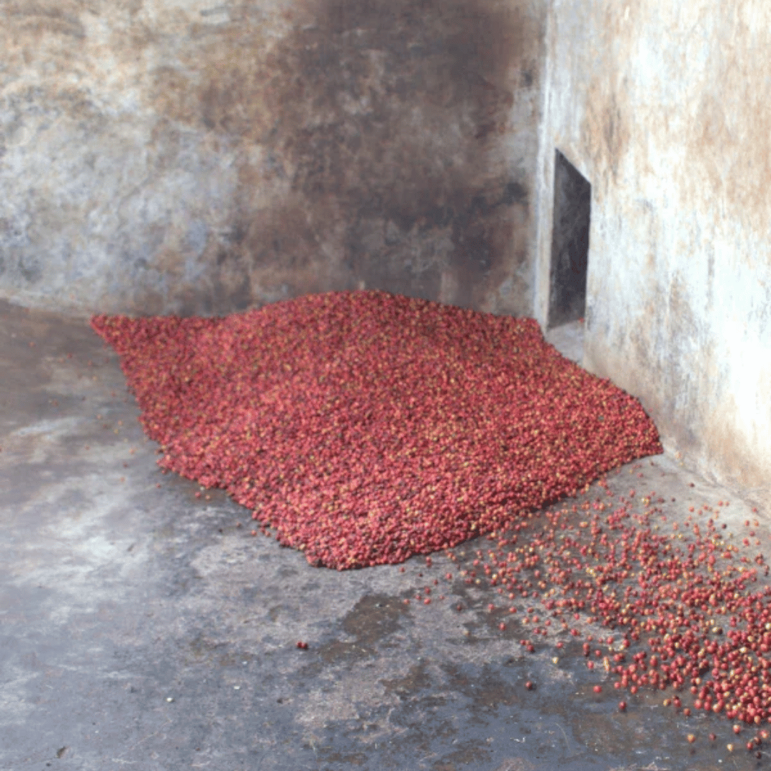 Red seeds scattered on a stone floor with a textured wall in the background