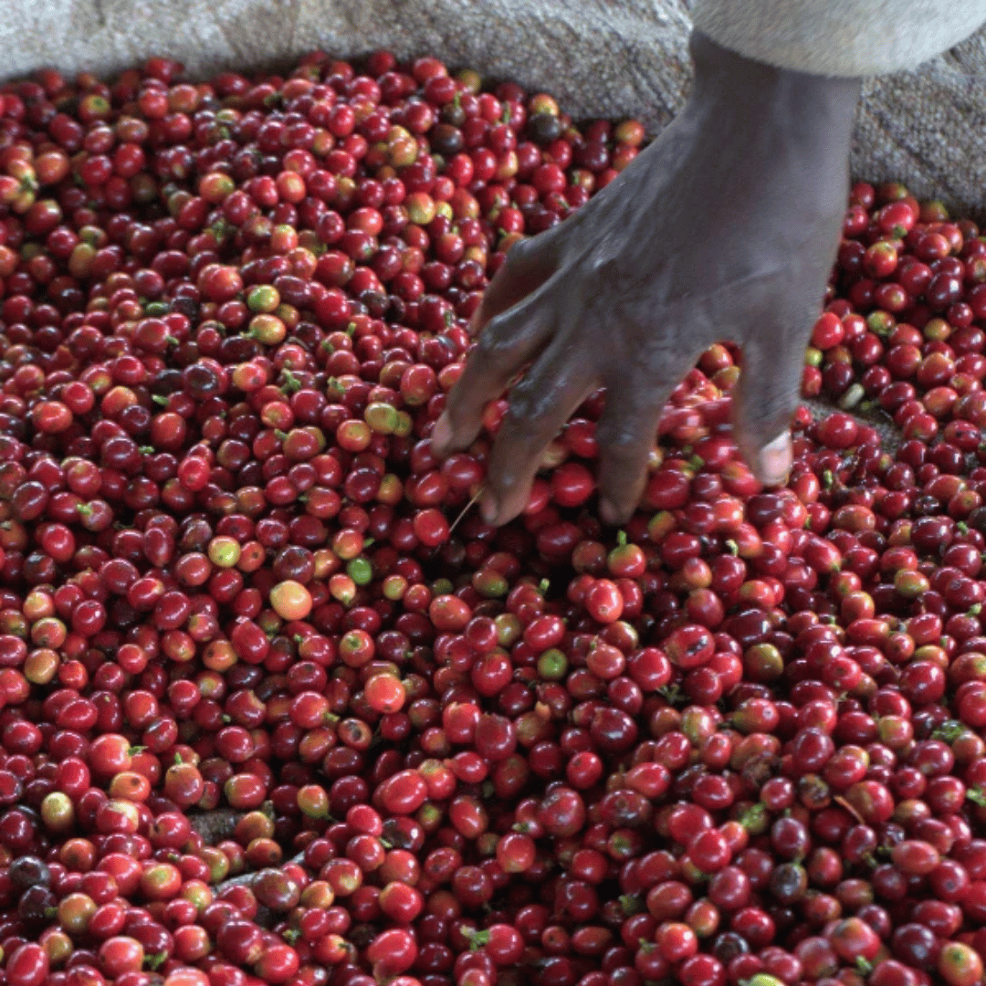 Hand sorting through red coffee cherries on a large pile