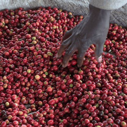 Hand sorting through red coffee cherries on a large pile